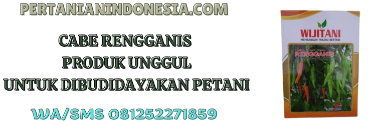 rengganis,wijitani,cabe rengganis wijitani,cabe rawit,pertanian indonesia